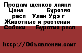 Продам щенков лайки › Цена ­ 4 000 - Бурятия респ., Улан-Удэ г. Животные и растения » Собаки   . Бурятия респ.